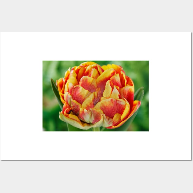 Tulipa  &#39;Cilesta&#39;    Double Early Group  Tulip   Artistic filter applied to photo Wall Art by chrisburrows